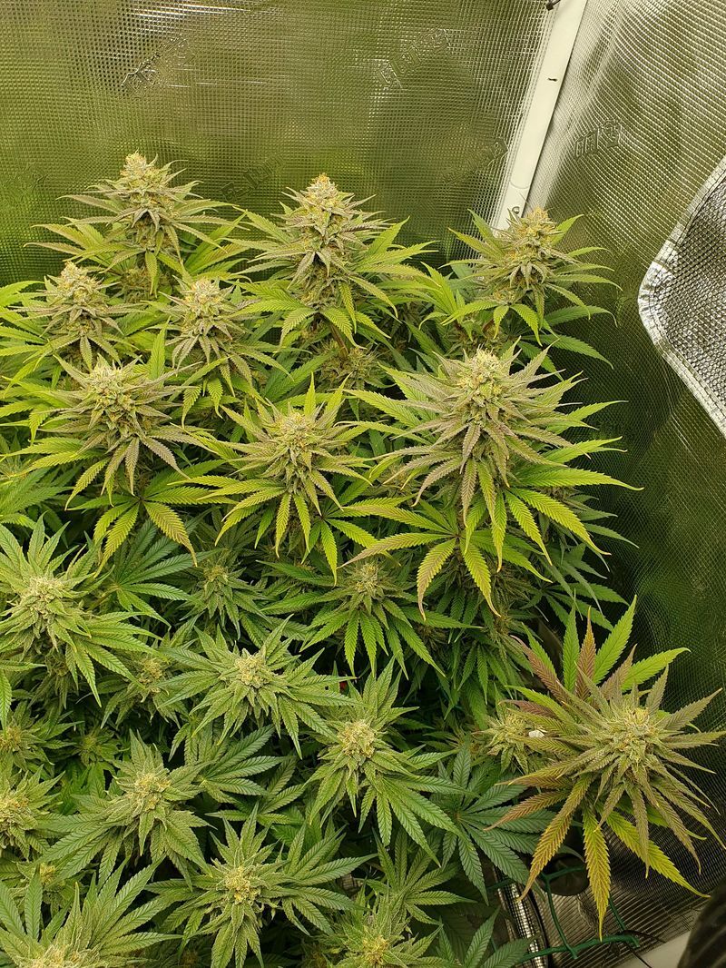 Gorilla Cookies FF, Фасовка: 1, изображение 4